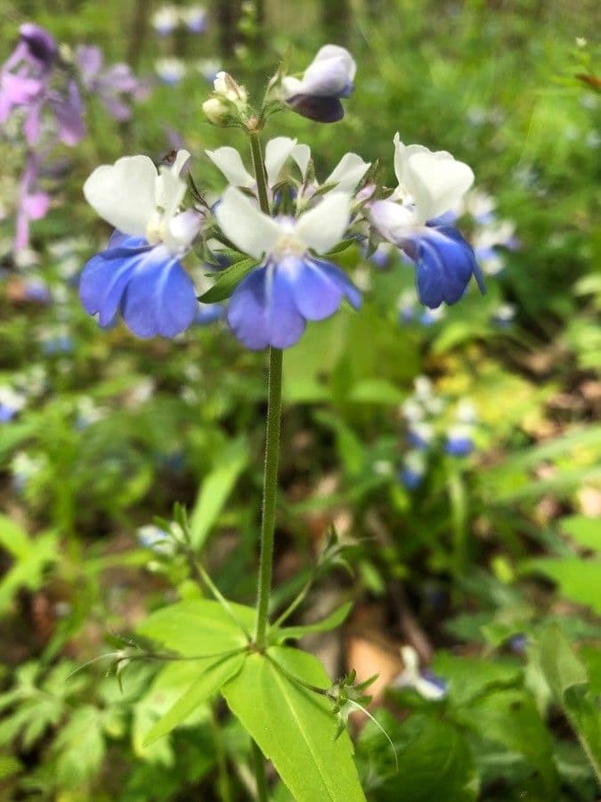 Collinsia primaverile 6