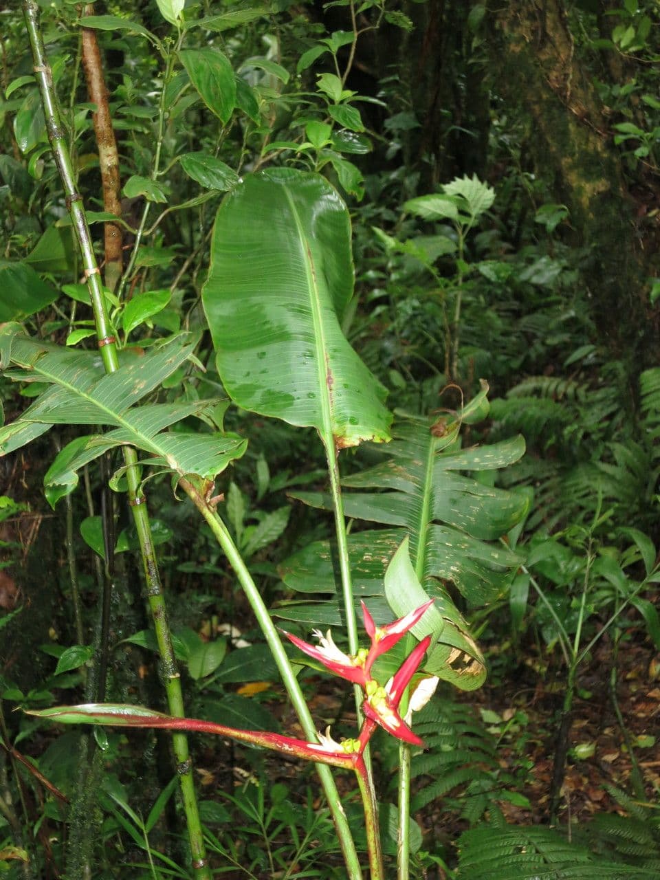 Heliconia 17