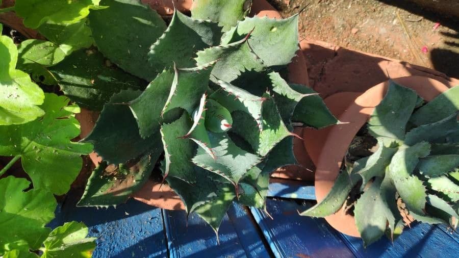 Agave 5