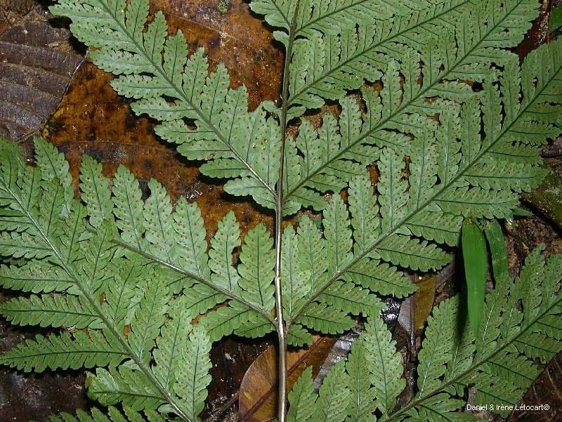 Lastreopsis 6