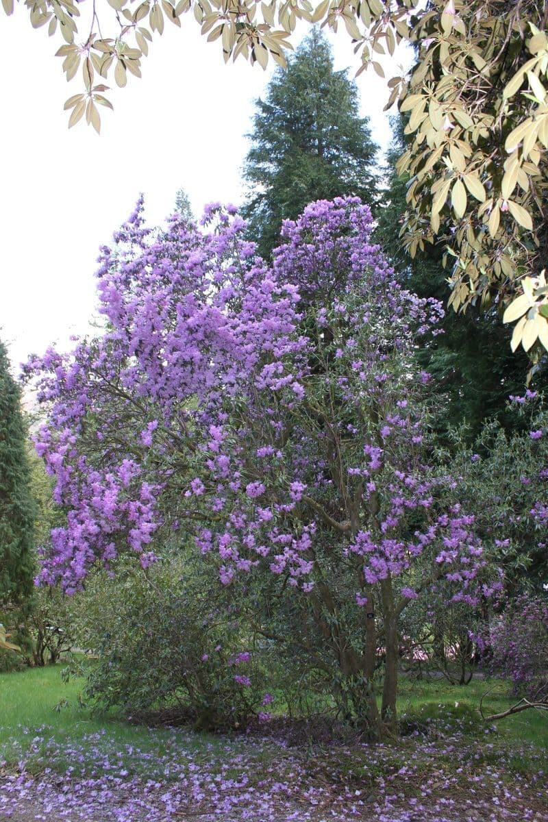 Rododendron rezavý 6