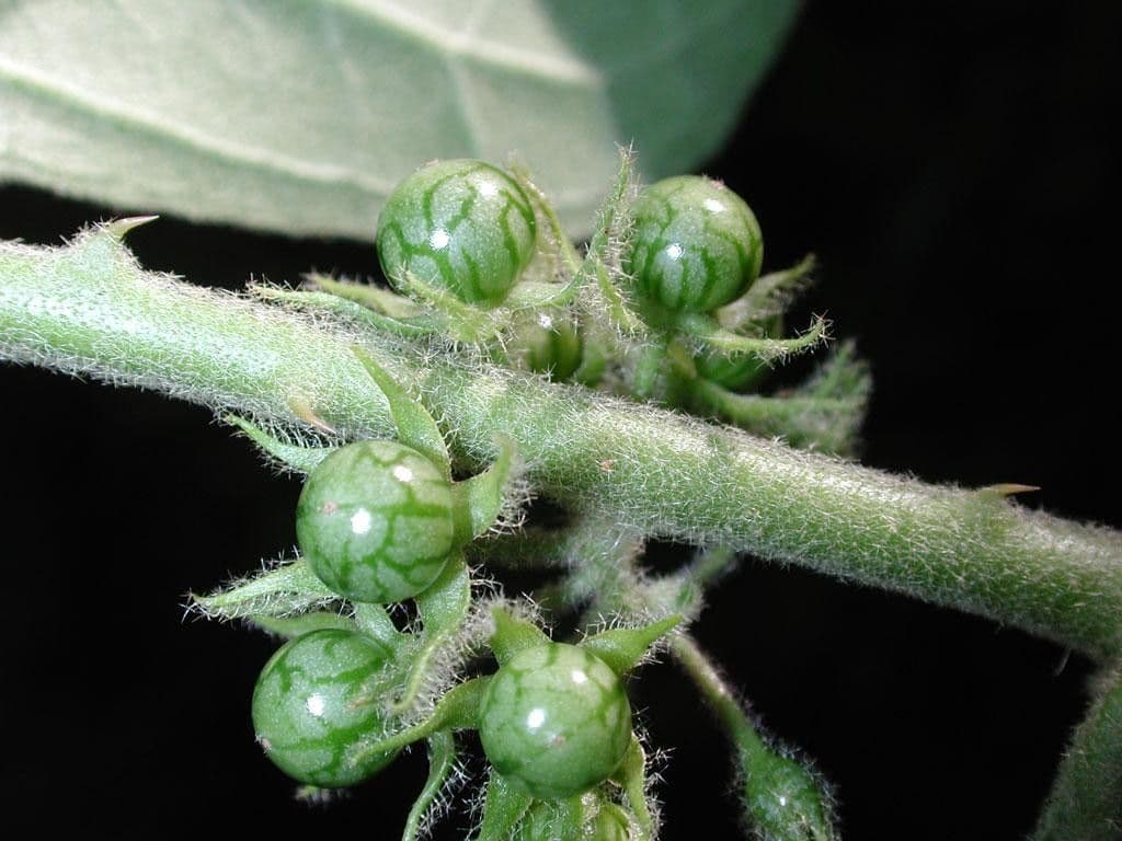 Solano giamaicano 2