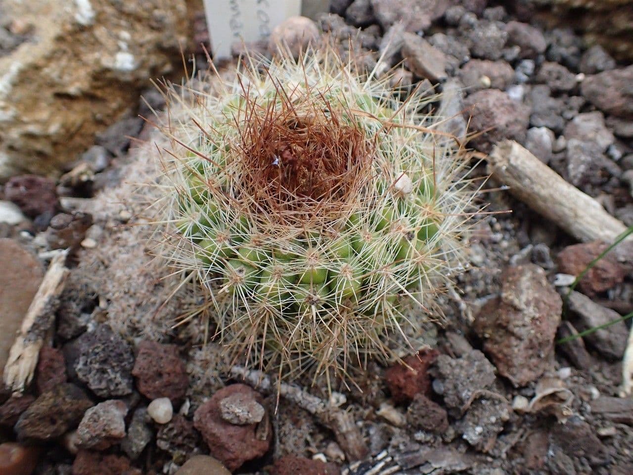 Parodia 5