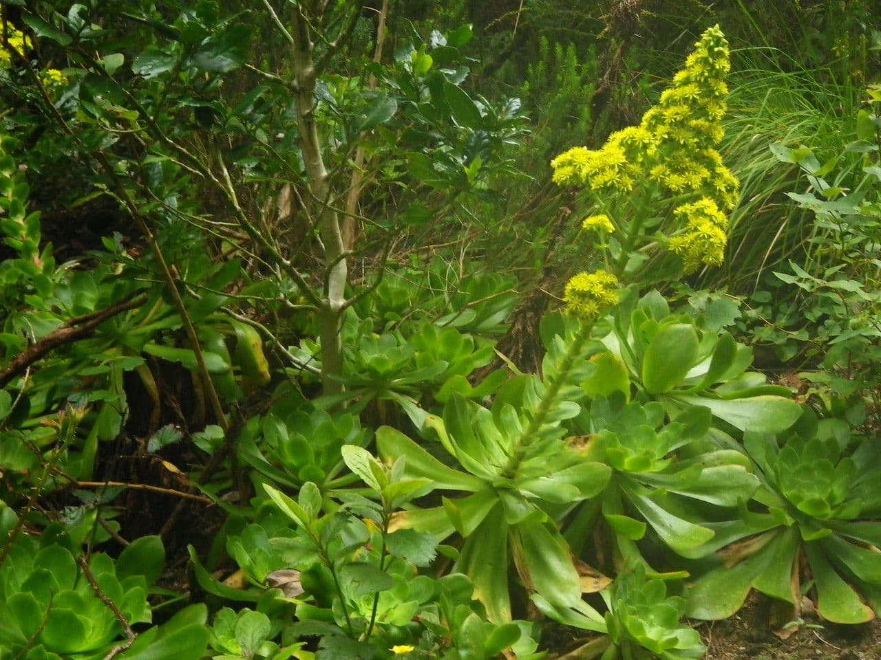 Aeonium 8