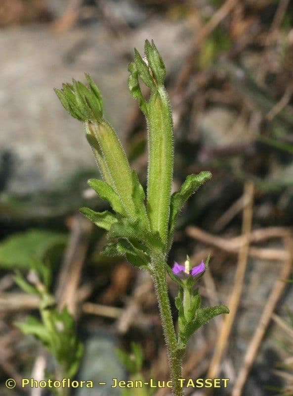 Legousia hybrida 2