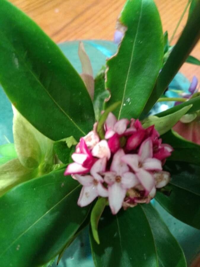 Daphne odora 3
