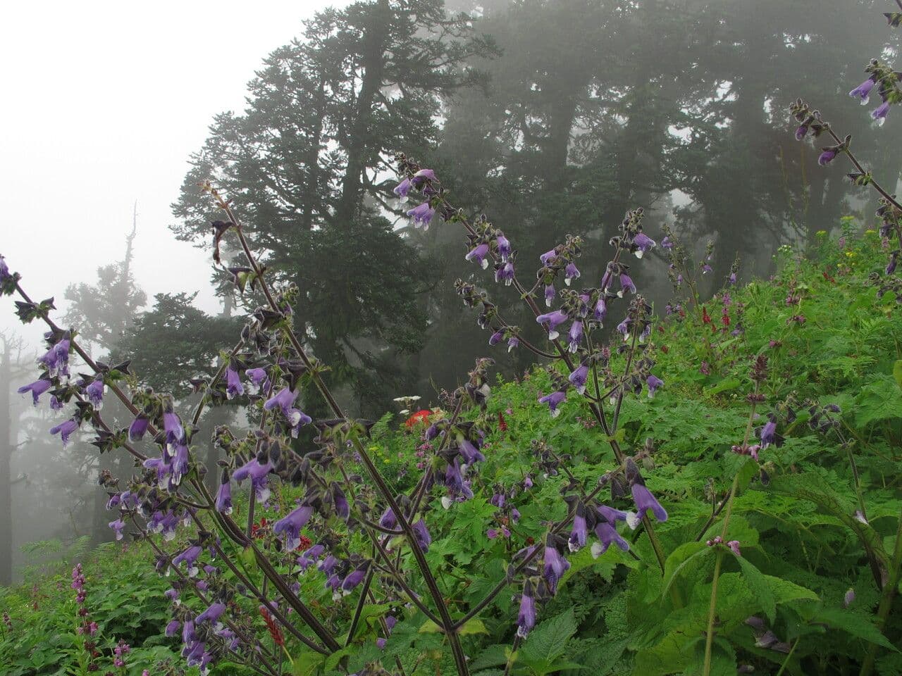Salvia 17