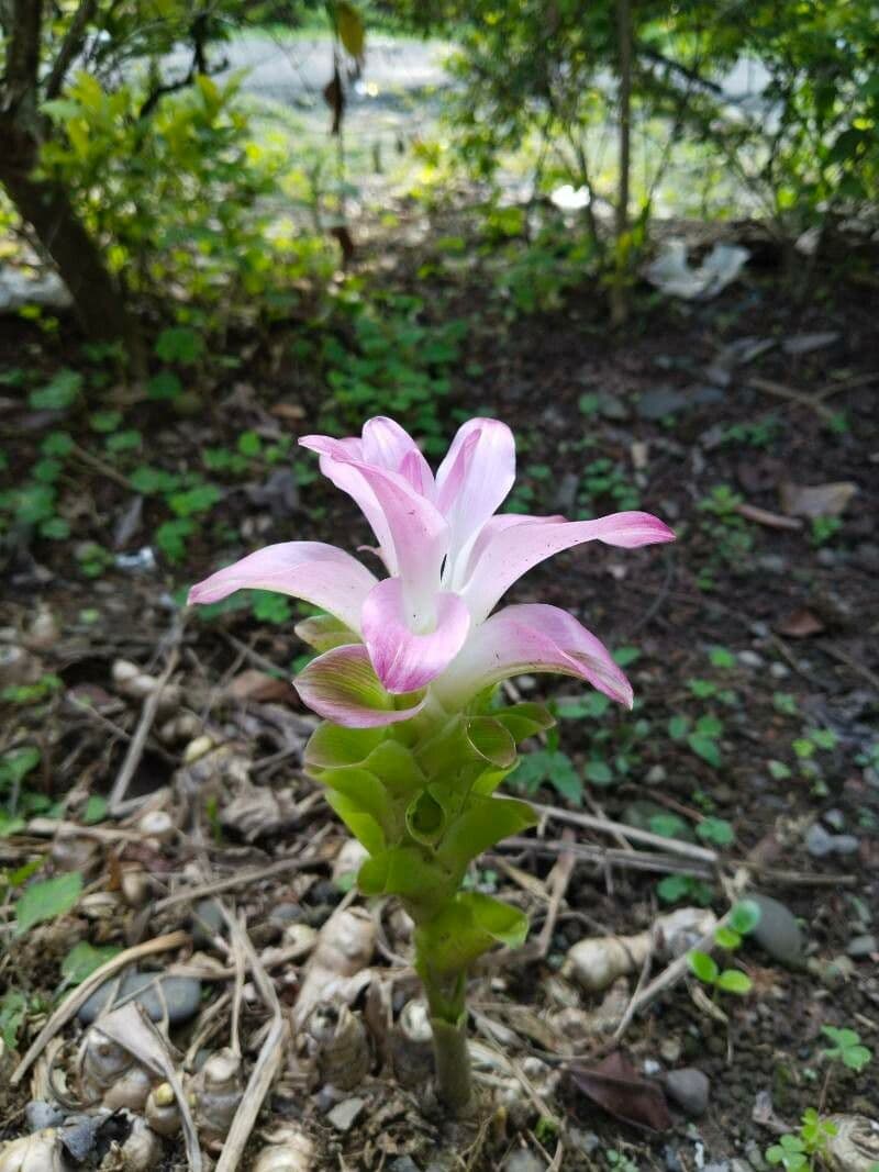 Curcuma mango