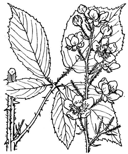Rovo 8