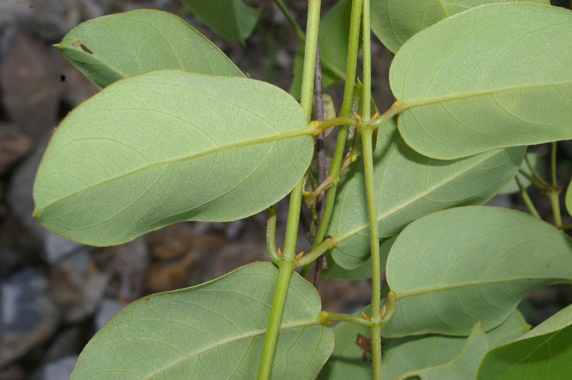 Stigmaphyllon 10
