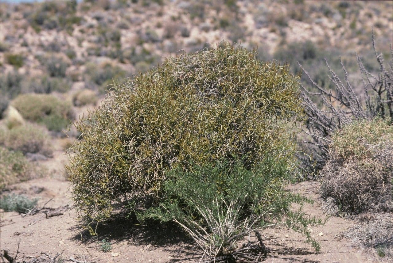 Spegazziniophytum 2
