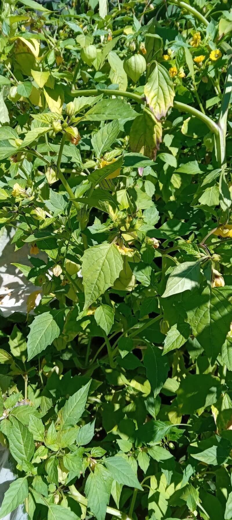 Tomatillo 15
