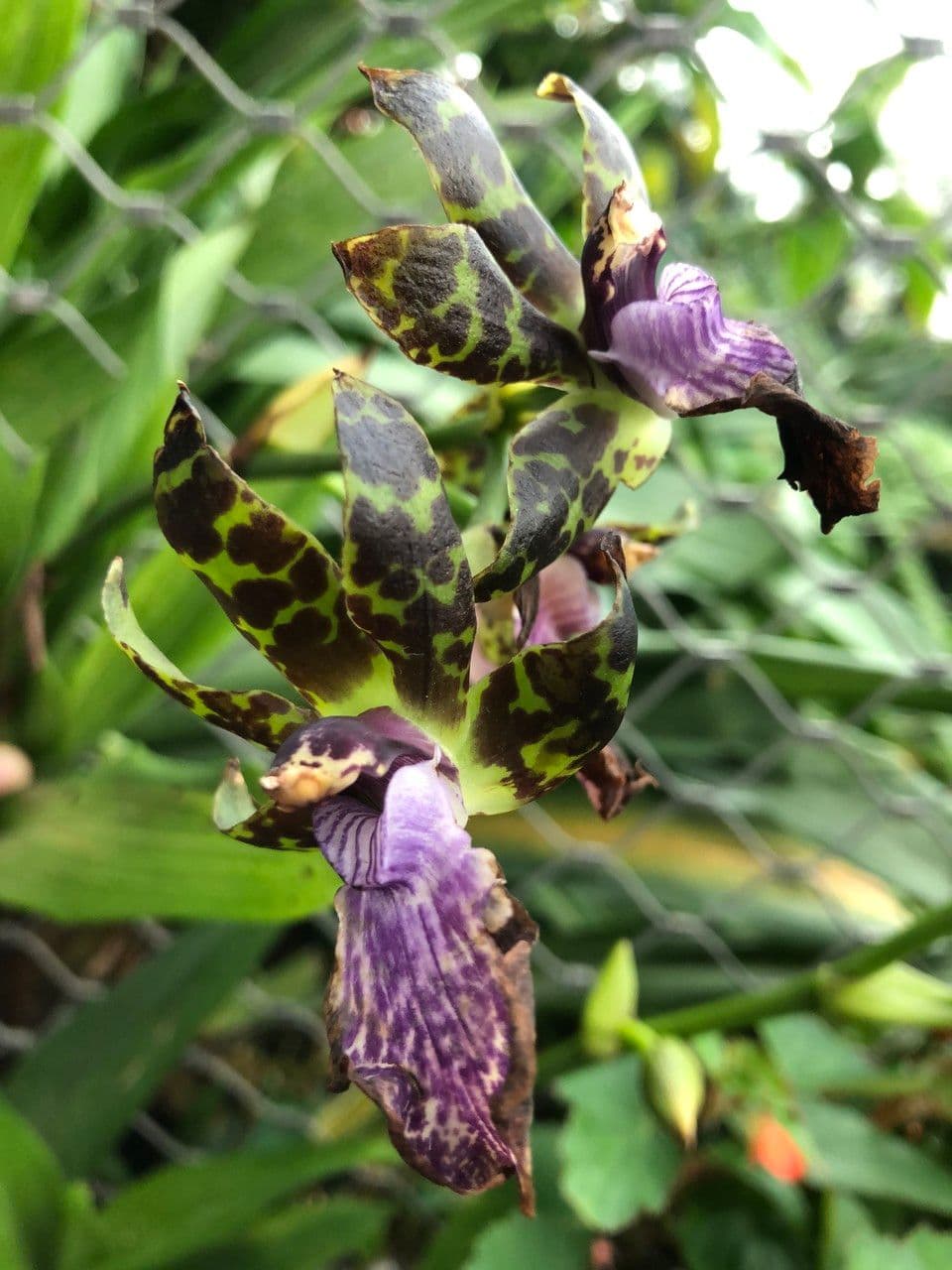 Zygopetalum 5