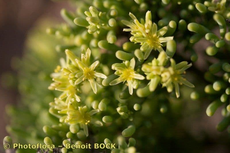 Gymnocarpos 7