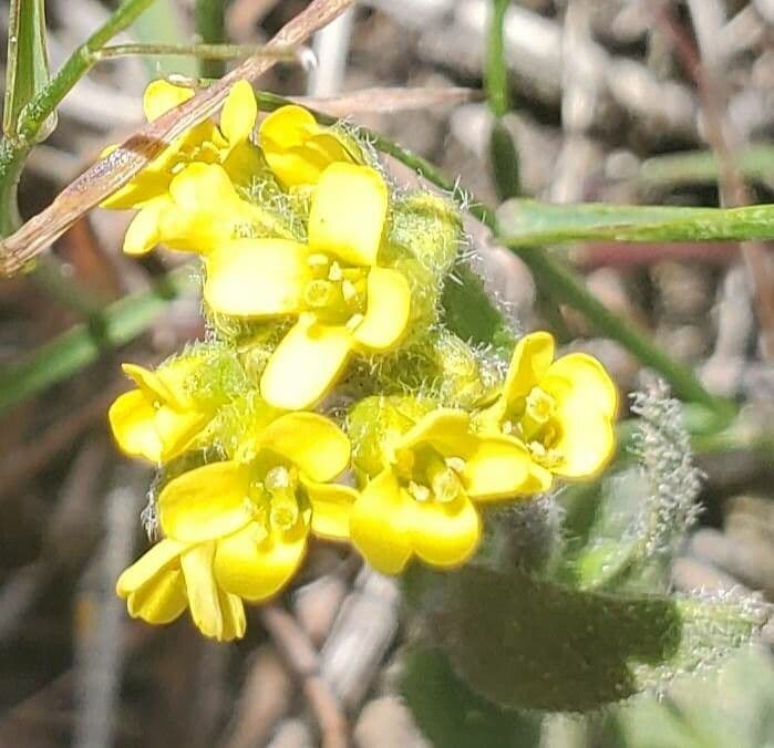 Alyssum minutum 6