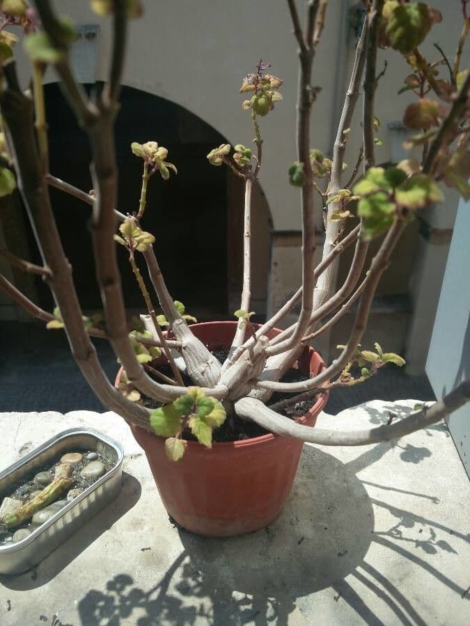 Plectranthus Ernsta