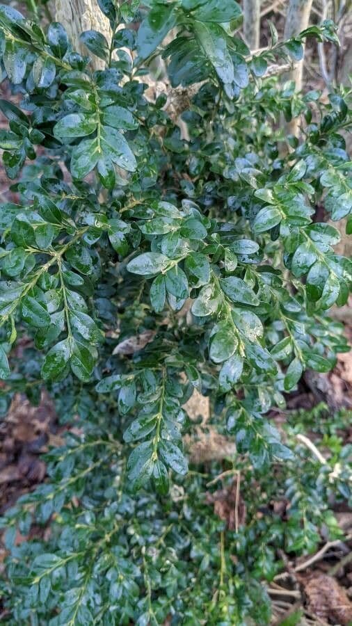 Bosso sempreverde 16