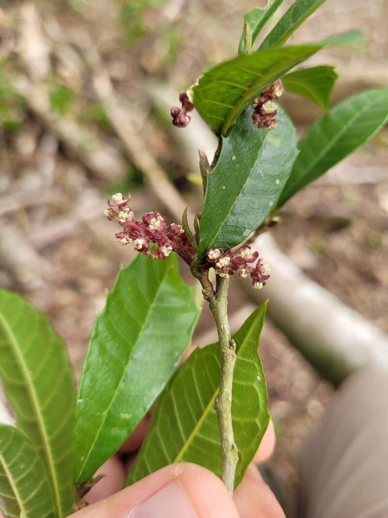 Sorocea Bonplanda