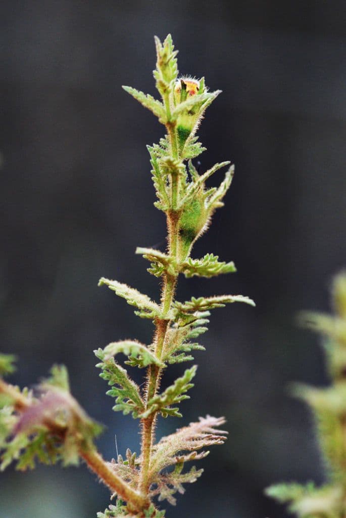 Aureolaria pectinata 11