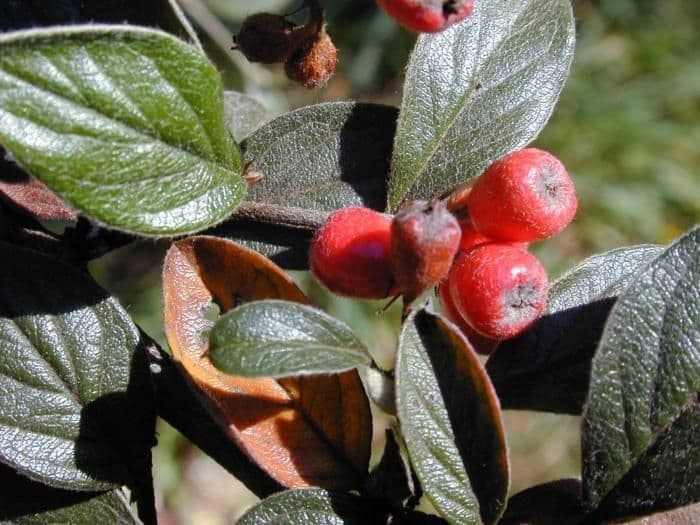 Cotonéaster cotoneaster