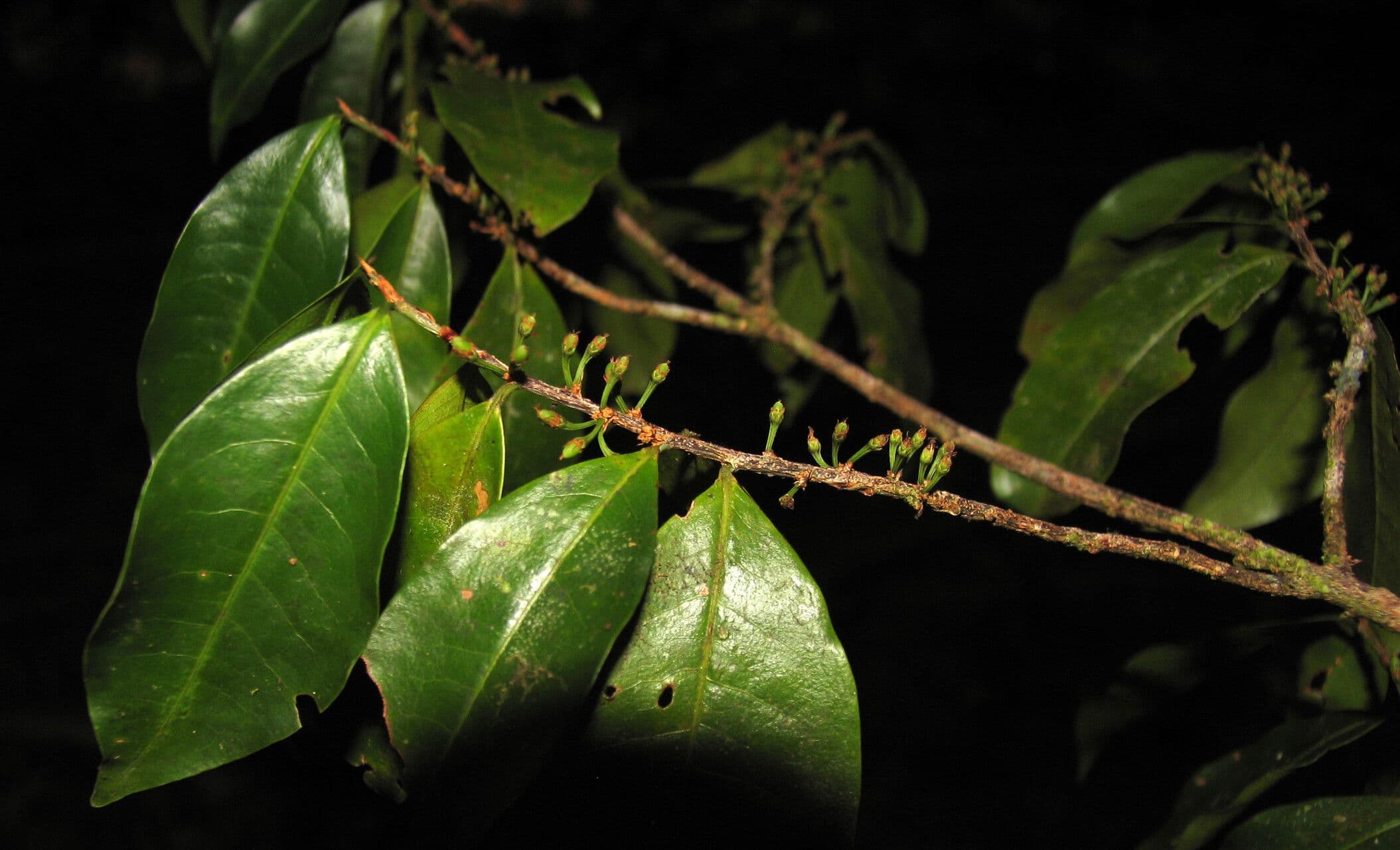 Erythroxylum 4