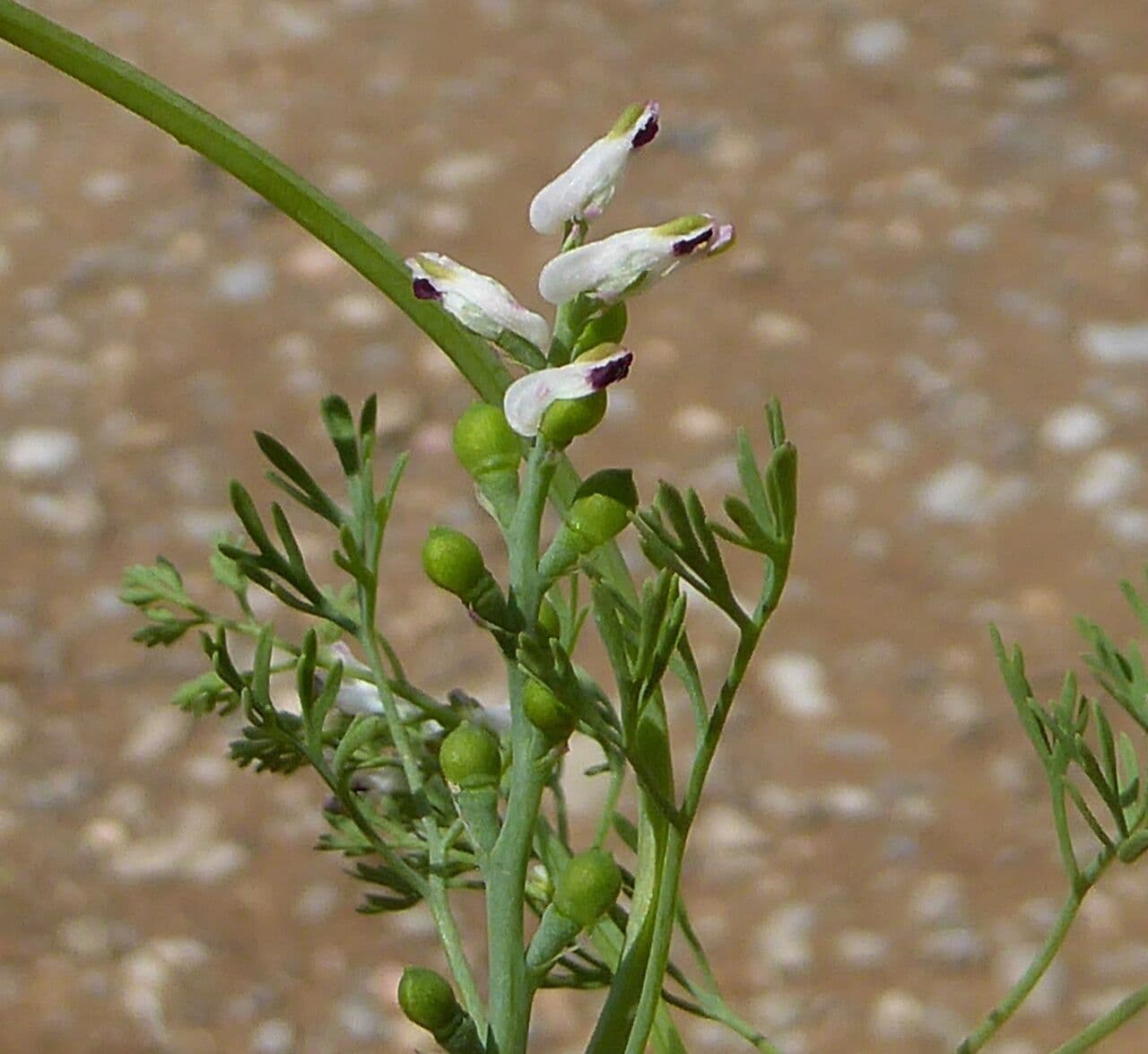 Kleinblütiges Erdrauch 5