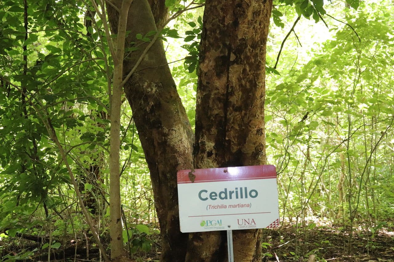 Trichilia martiana 18