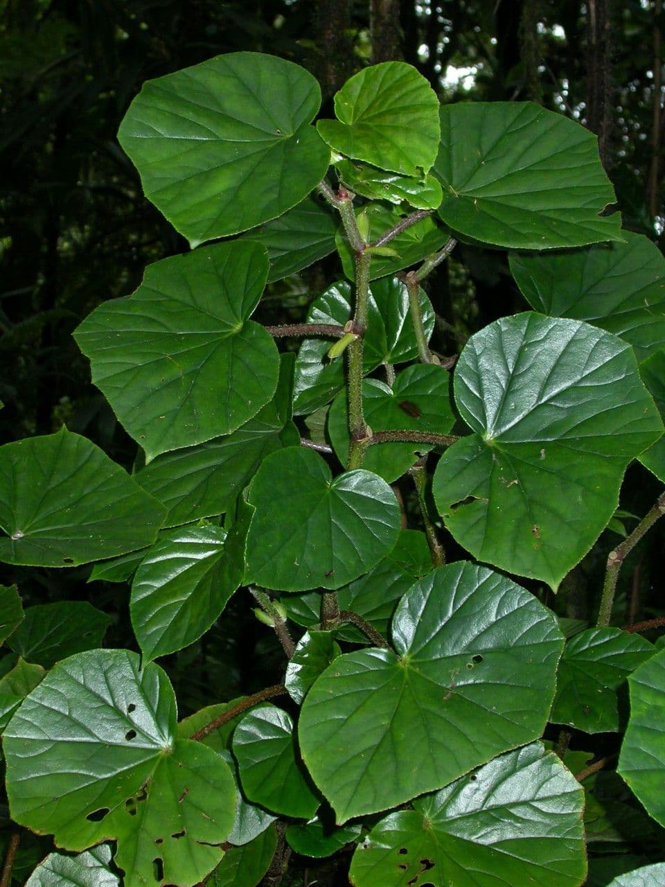 Begonia 6