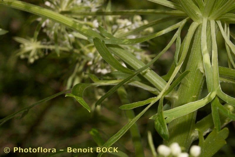 Pleurospermum austriaco 25