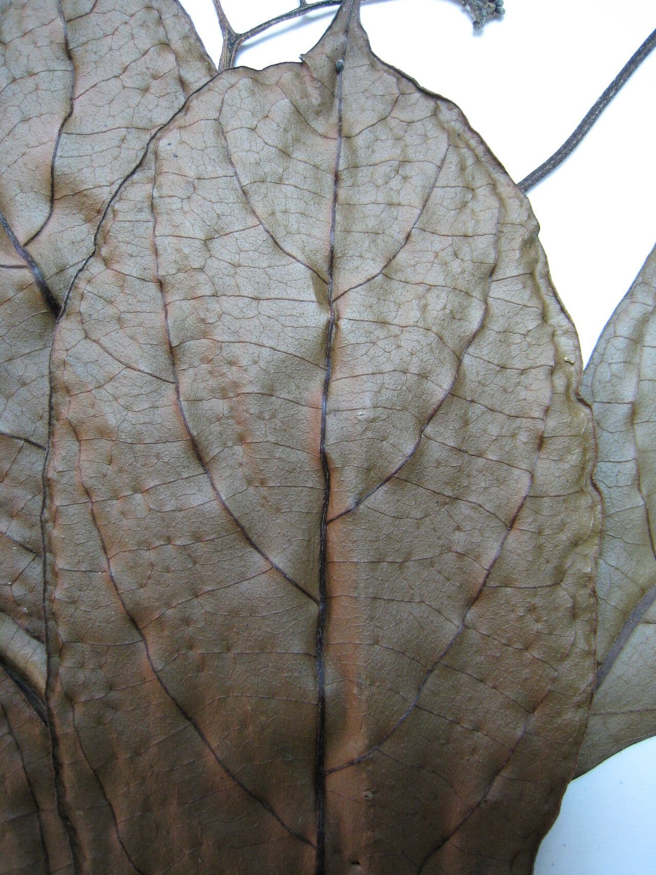 Cordia 5