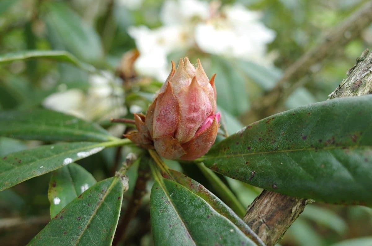 Różanecznik irroratum 16