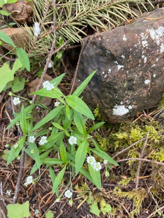 Moehringia macrophylla 2