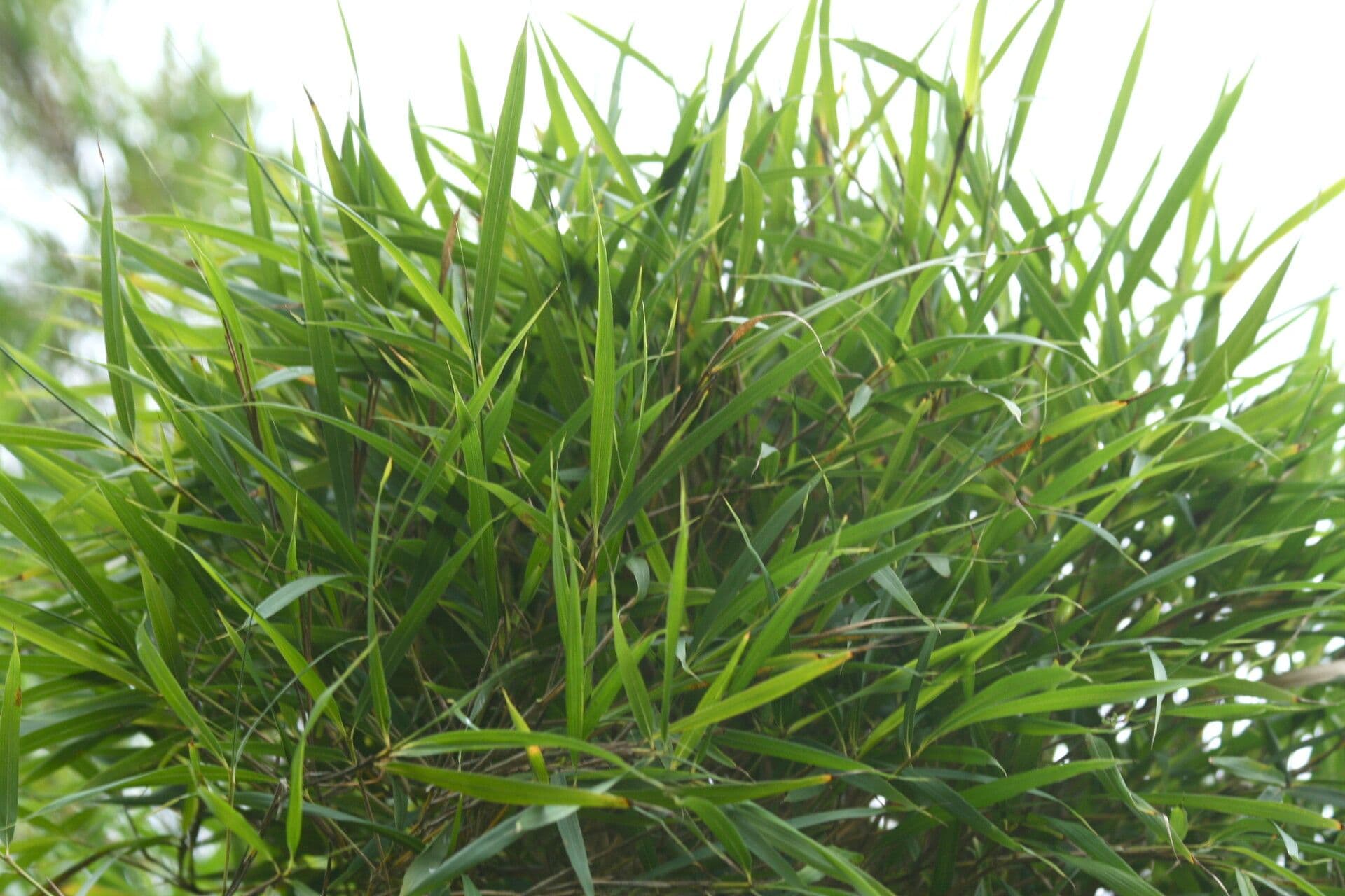 Pleioblastus linear