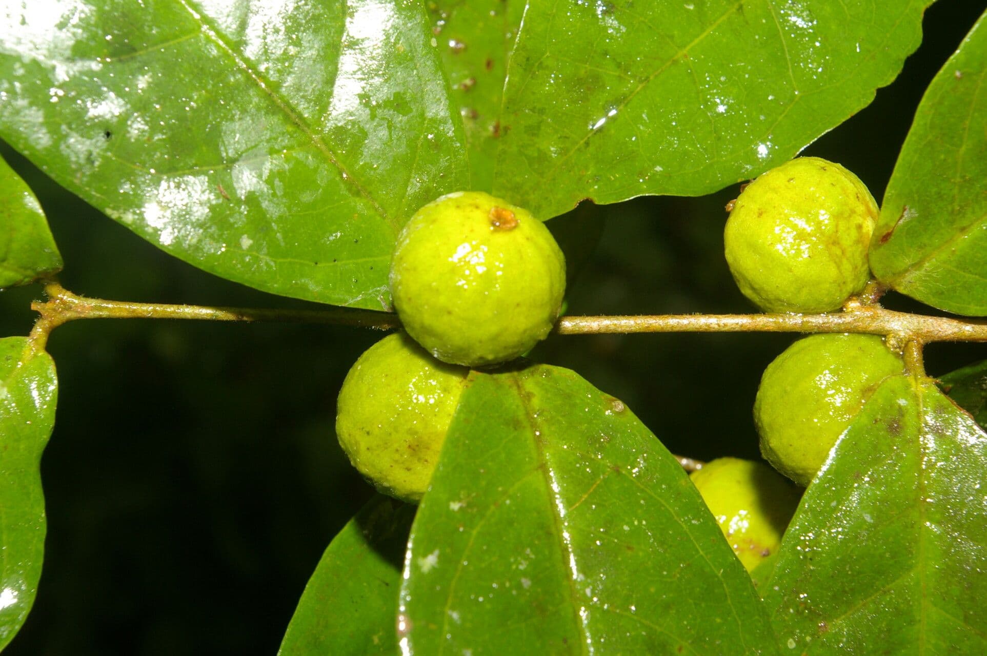 Eugenia 3