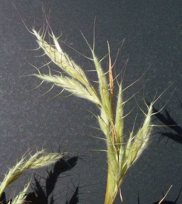 Brome lancéolé 25