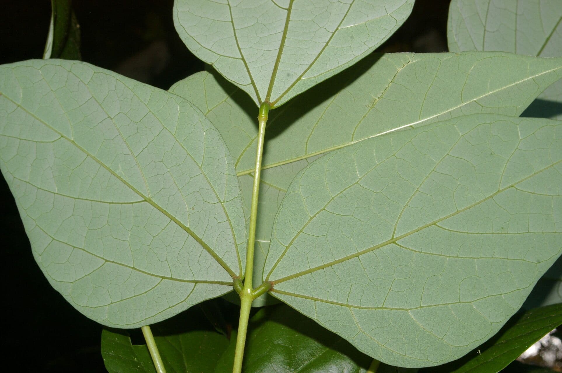 Erythrina kopinatá 9