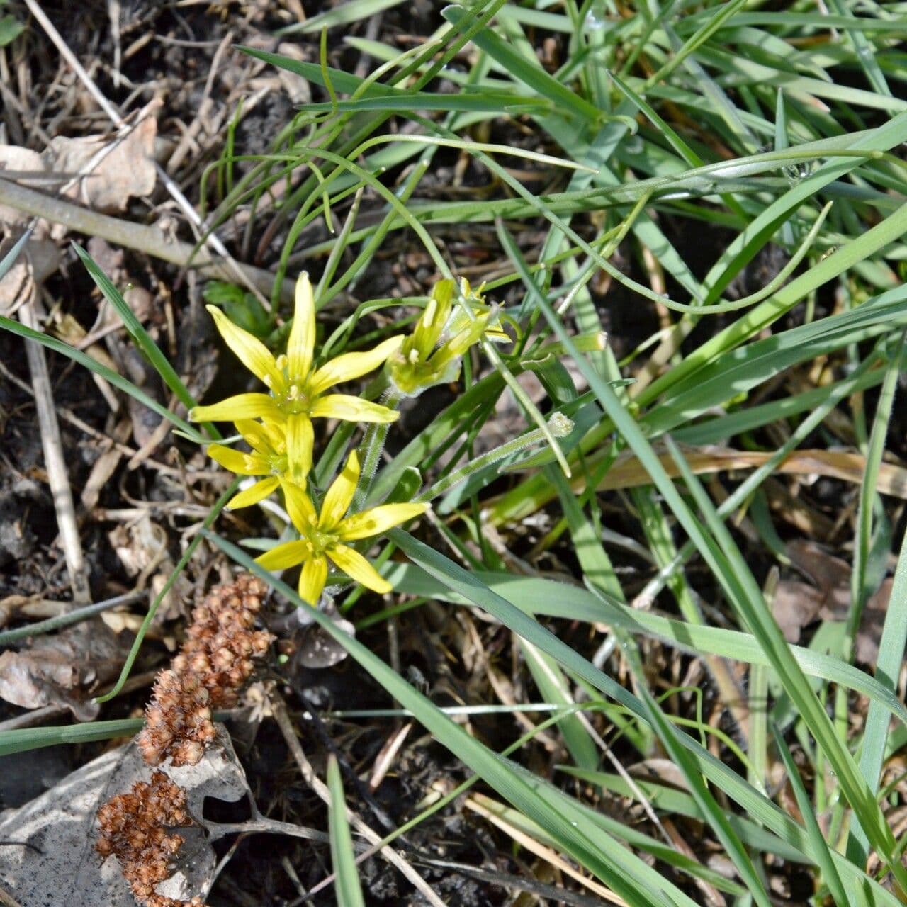 Acker-Gelbstern 21