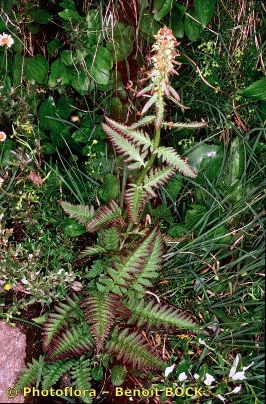 Pedicularis senza becco 11