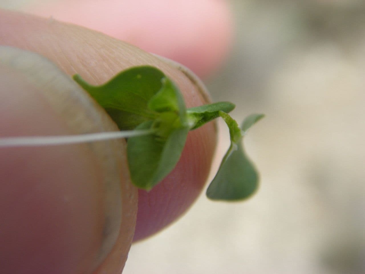 Dicliptera resupinata 12