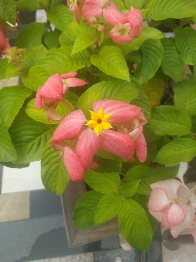 Mussaenda philippica 2