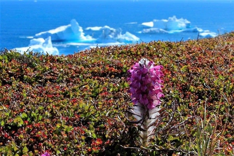 Pediculare lanata 2