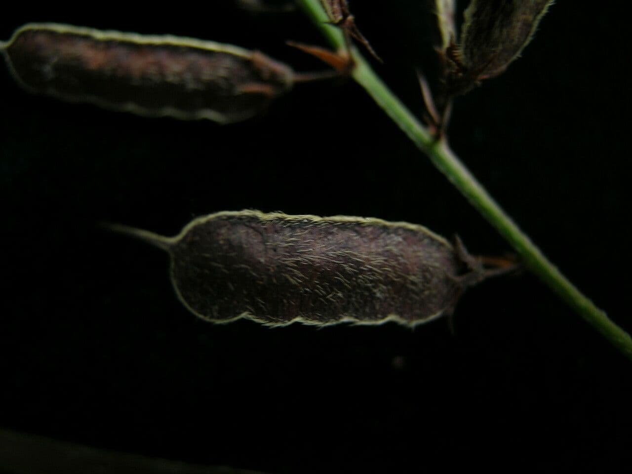 Hylodesmum