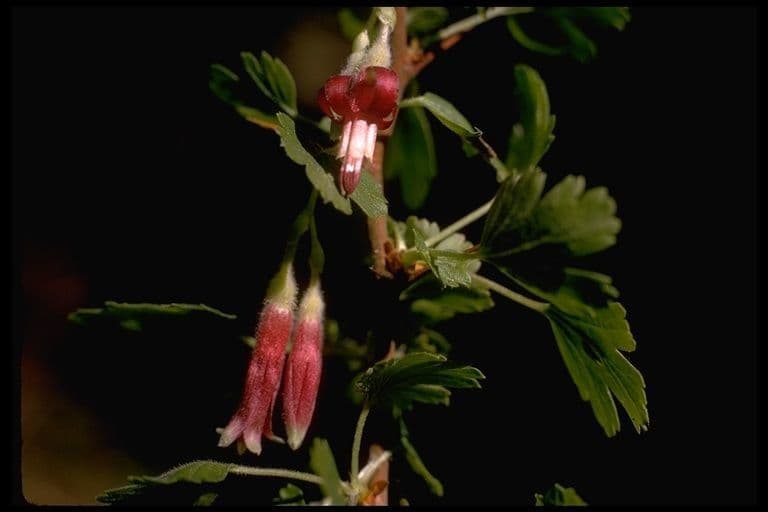 Ribes di Menzies 9