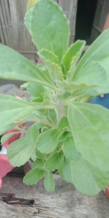 Stevia 18