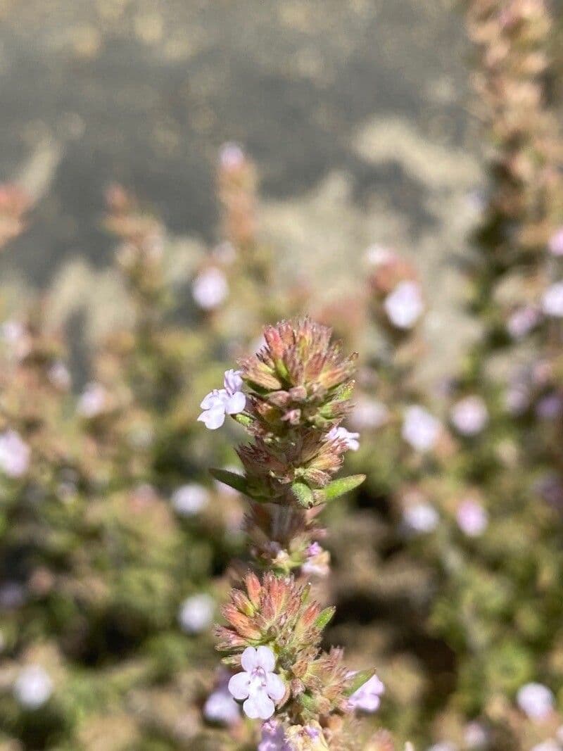 Micromeria 11