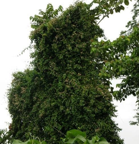 Ayahuasca 9