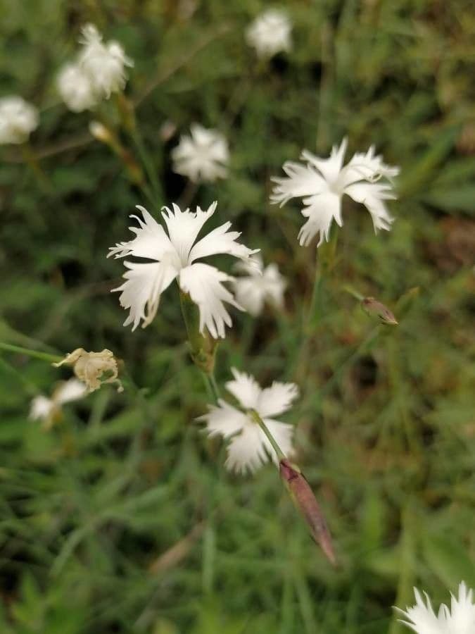 Dianthus 2