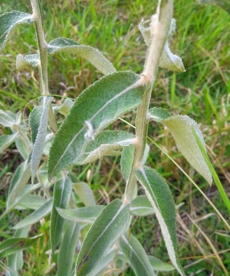 Pterocaulon en queue de renard 6
