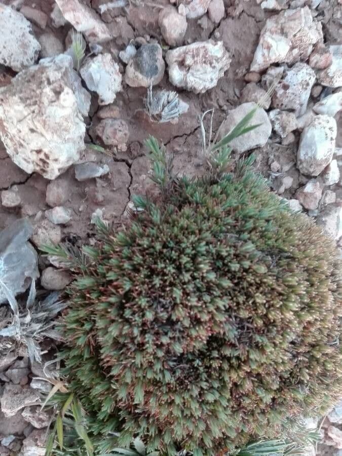 Polycnemum 4