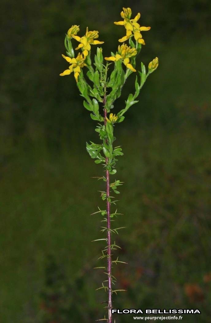 Deutscher Ginster 11
